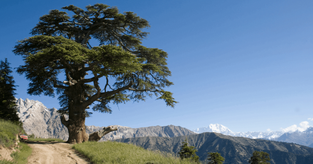 Chitral Gol National Park